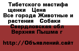  Тибетского мастифа щенки › Цена ­ 10 000 - Все города Животные и растения » Собаки   . Свердловская обл.,Верхняя Пышма г.